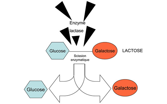 Pour être absorbé, le lactose doit être scindé pendant la digestion sous l’effet de l’enzyme lactase en deux sucres simples, le glucose et le galactose.