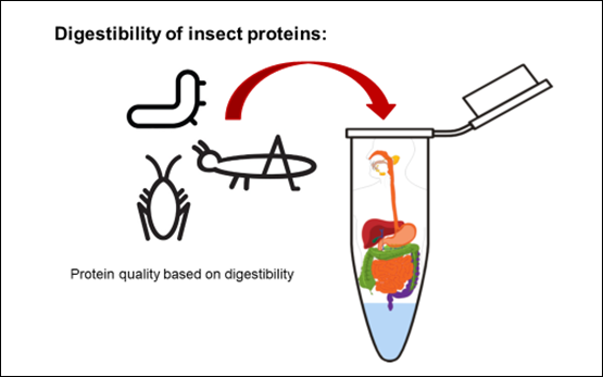 Mesure de la qualité des protéines d’insectes comestibles