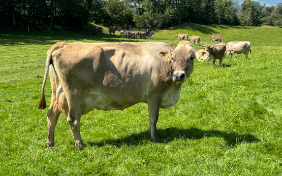 Entdeckungsreise in die Erlebniskäserei von Wisi in Goldingen