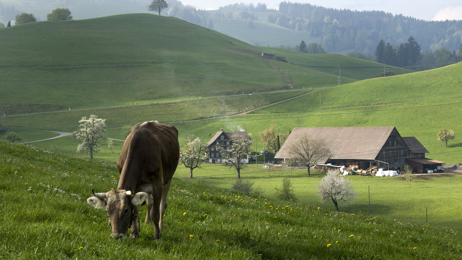 Kuh vor Bauernhof, Brown Suisse, Brettigen