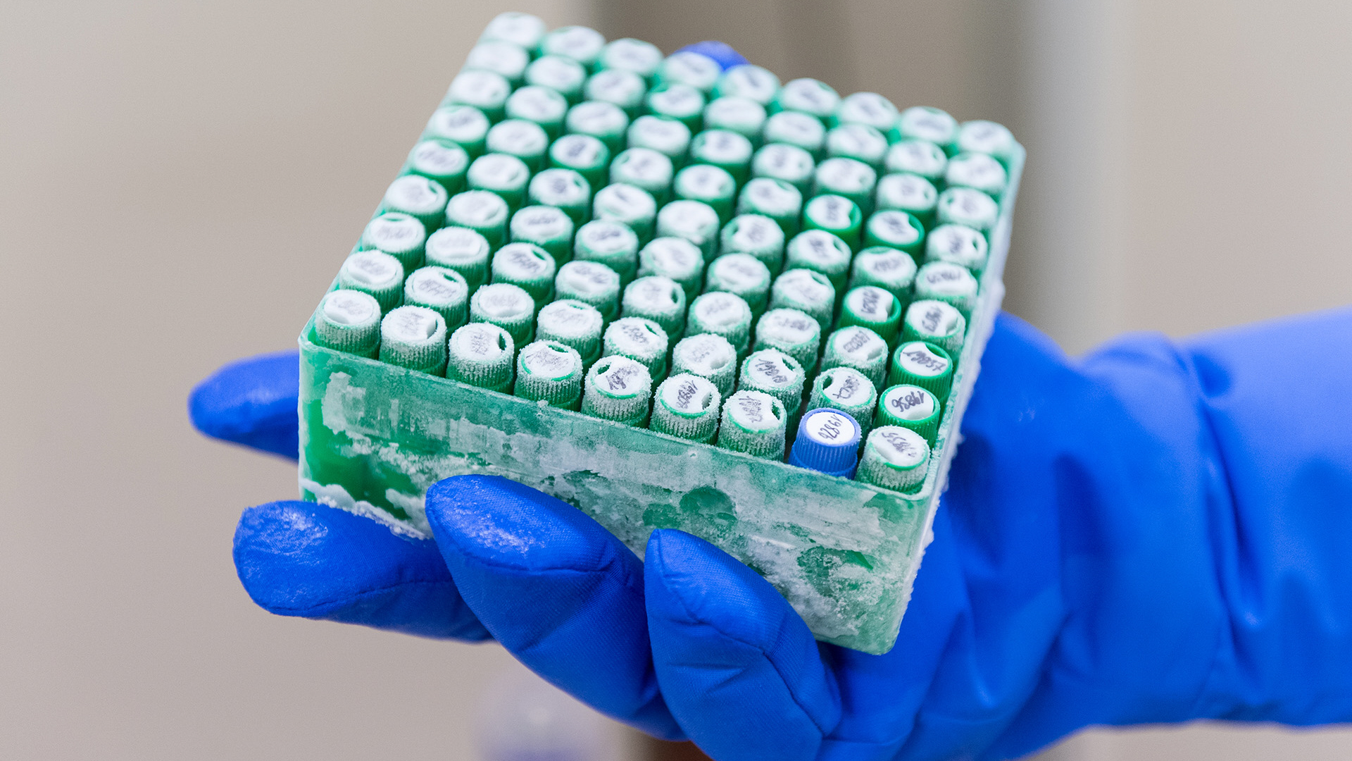 Mikrobielle Sammlungen, tiefgekühlt, lagerung