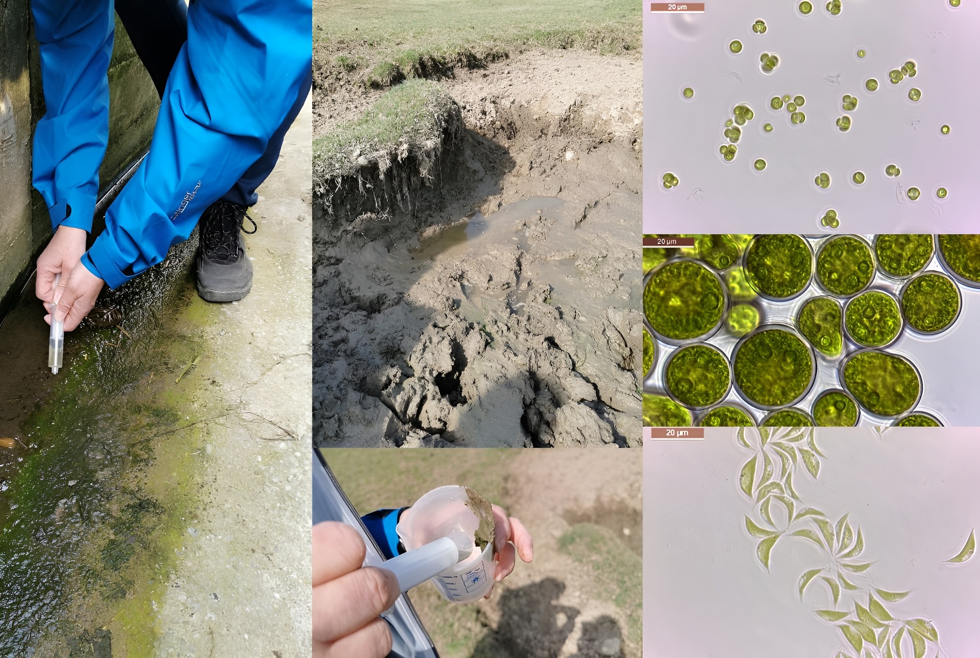 Mikrobielle Sammlungen, Microalgae