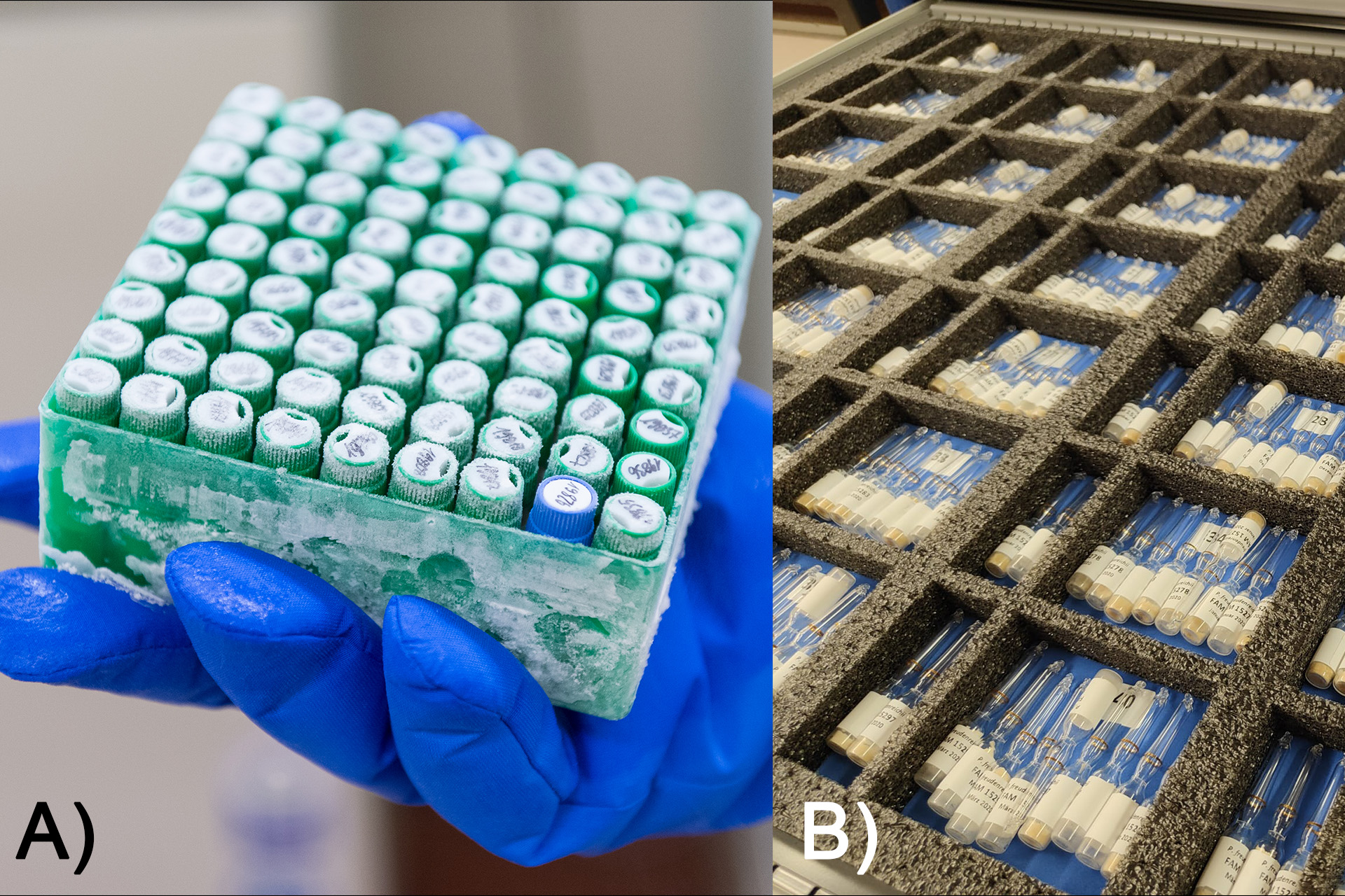 Mikrobielle Sammlungen, tiefgekühlte Lagerung