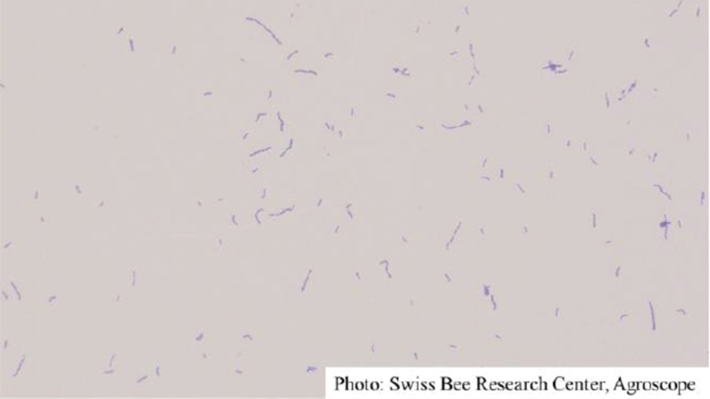 Mikrobielle Sammlungen, melissococcus plutonius