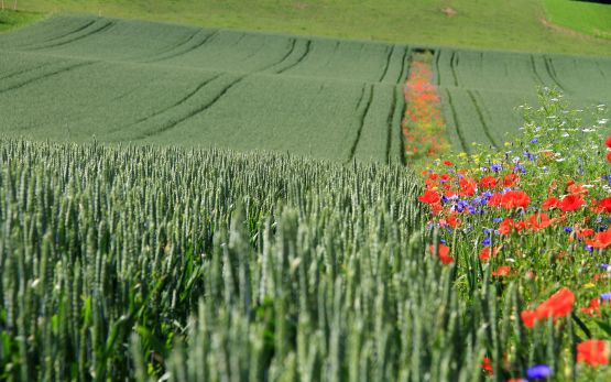 wildblumenstreifen