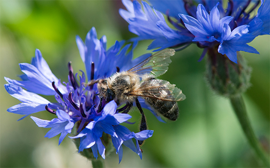 Biodiversitaet