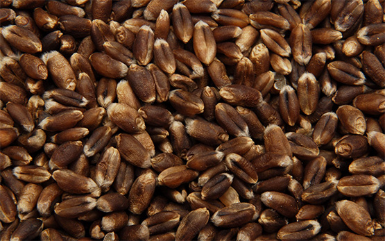 grains-vanilnoir