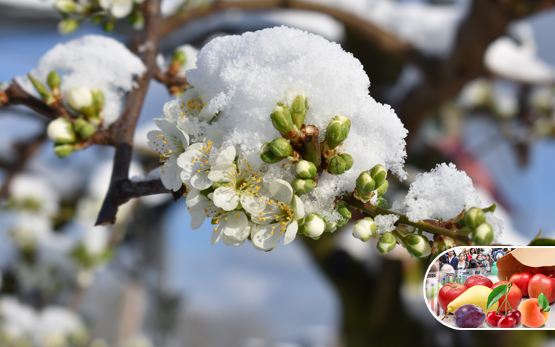 Klima Blüte Frost