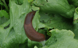 Schnecke