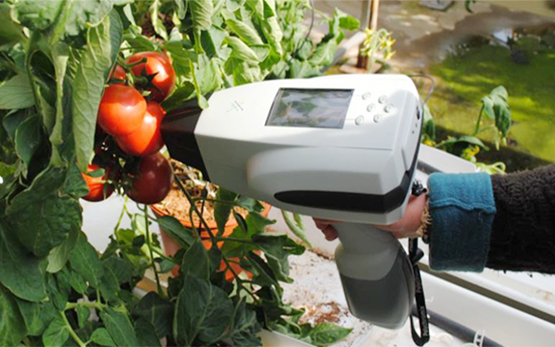 Gemüsebau Lagerung und Qualität Tomate