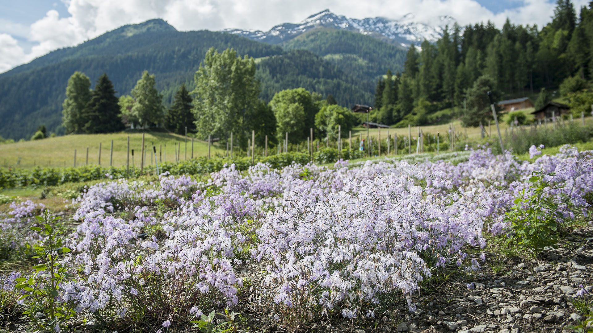 Gewürz- und Medizinalpflanzen
