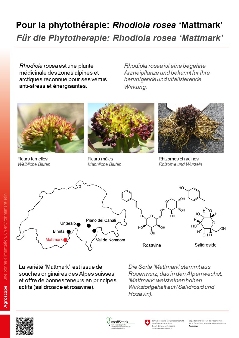 Pour la phytothérapie: Rhodiola rosea ‘Mattmark’
