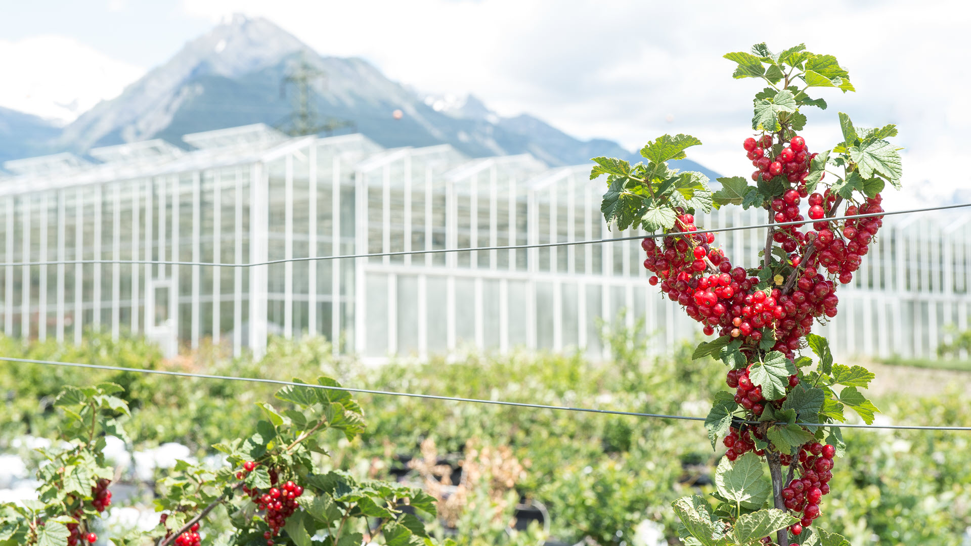 Johannisbeeren, groseilles, Wallis, Beeren, Beerenbau