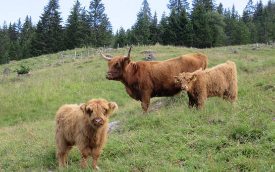 Weideverhalten_Rinderrassen.JPG