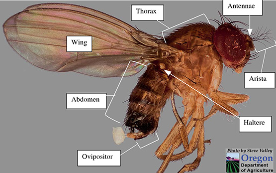 Drosophila-Suzukii-identification