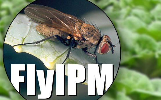 Projekt flyIPM