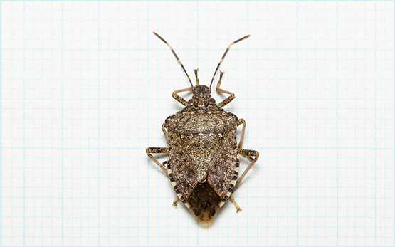 Punaise marbrée - Haylomorpha halys