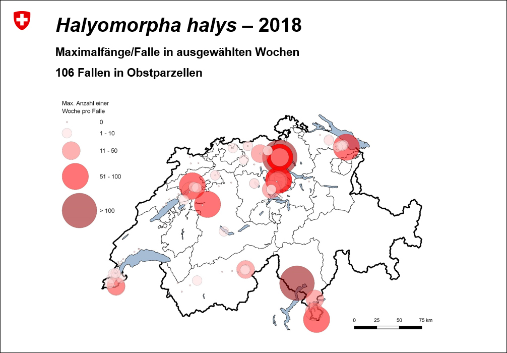 Halymorpha halys - 2018