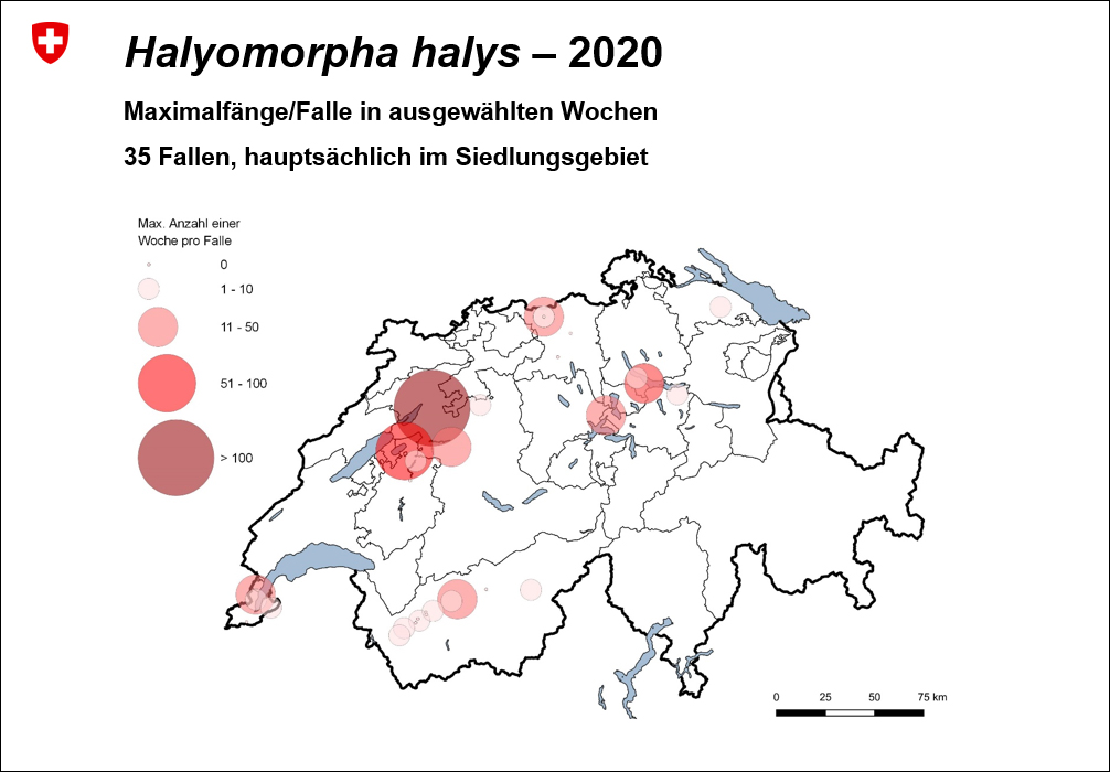 Halyomorpha halys - 2020