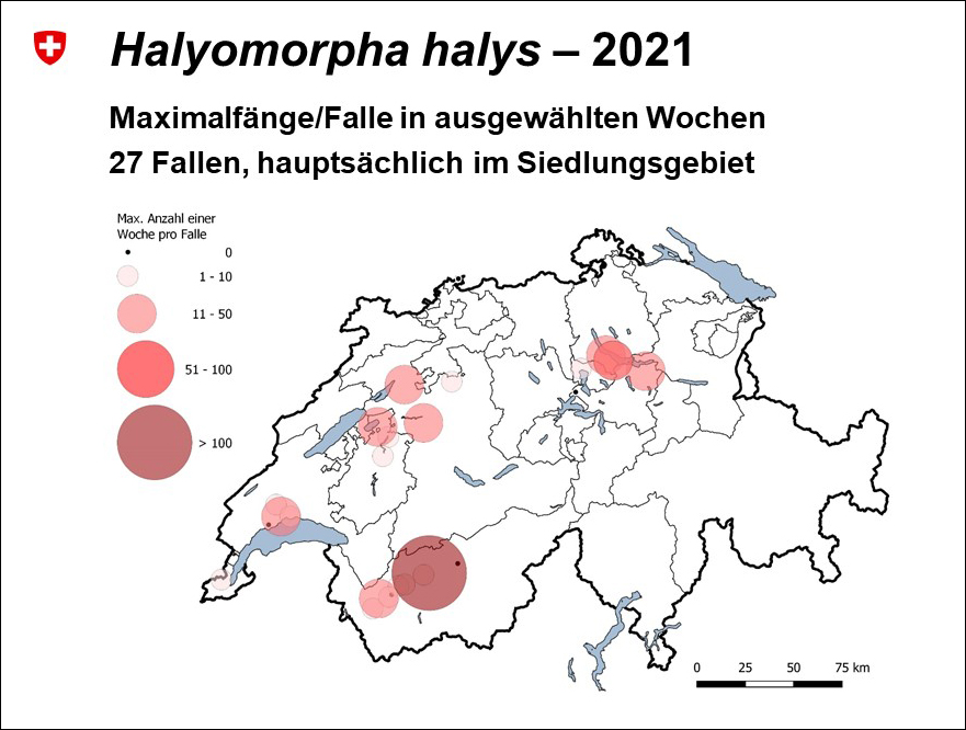 Halyomorpha halys – halys 2021