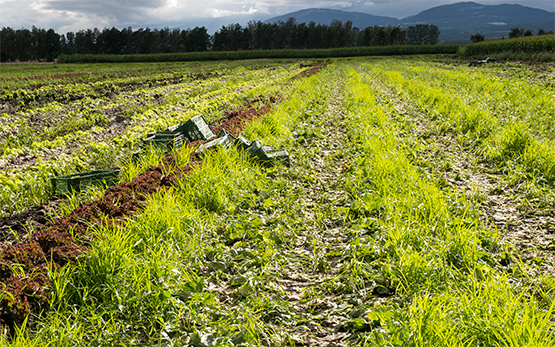 souchet-degat-agriculture