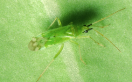 Macrolophus