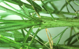 eleusine-plante-banque
