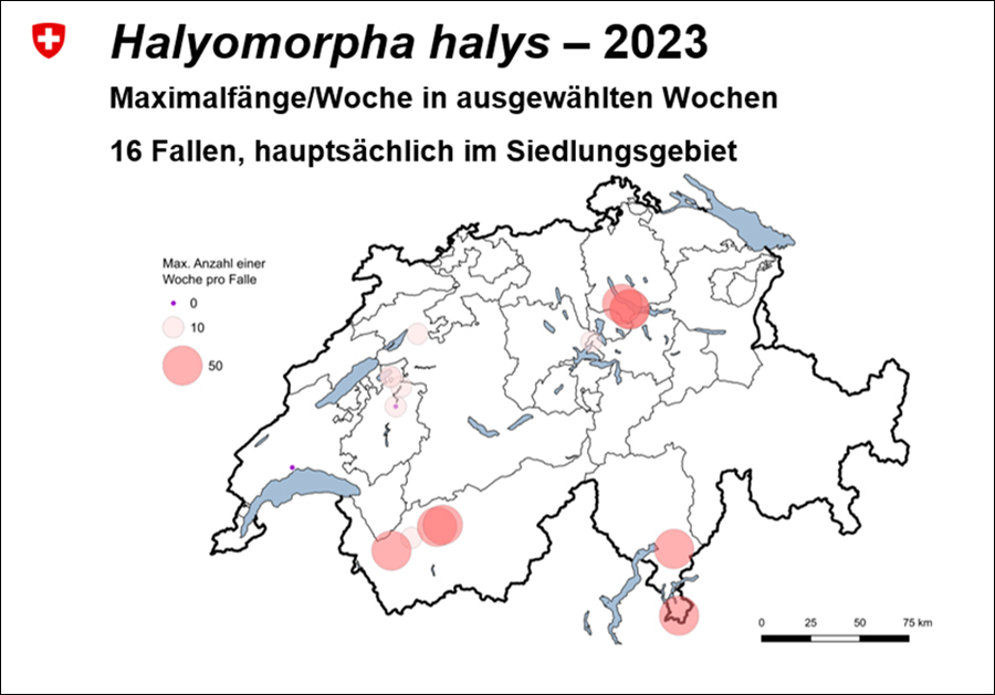 Halyomorpha halys - 2023