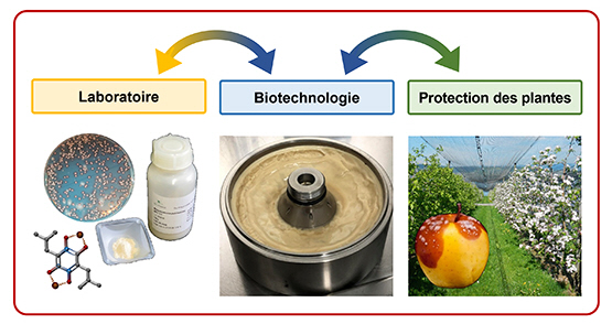 ProMet boucles de rétroaction: Laboratoire - Biotechnologie - Protection des plantes