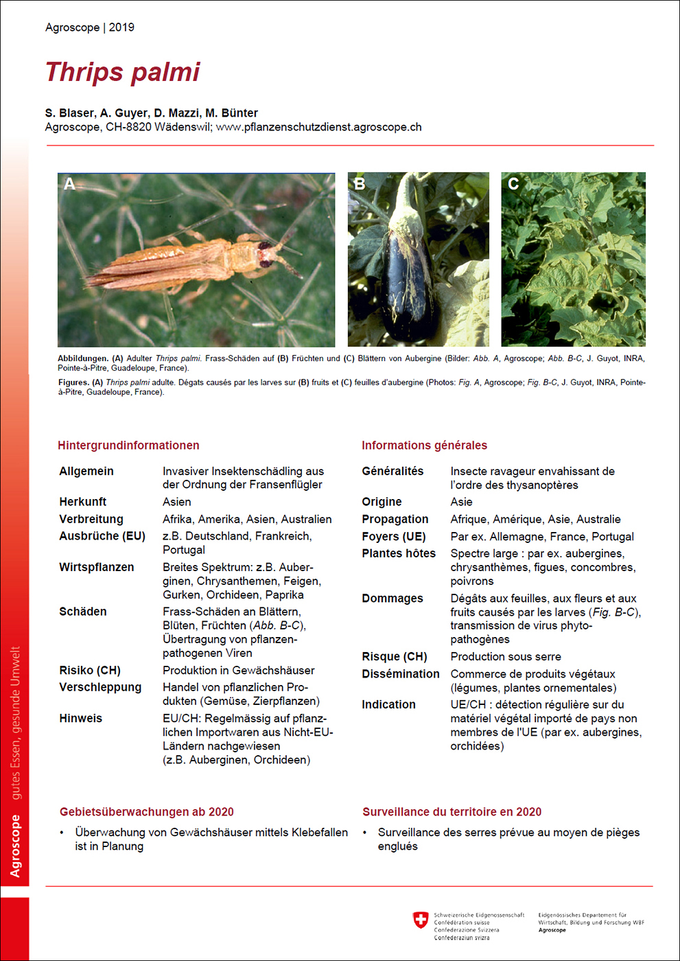 Poster Thrips palmi