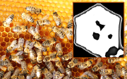 Geheimnisse Honigproduktion Bienen Waben