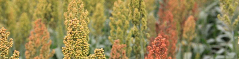 Sorgo e miscele foraggere: nuove proposte per adattare l’agricoltura alla siccità estiva