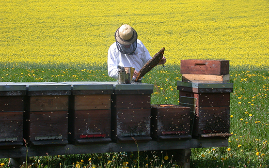 Jahresbericht Bienenforschung