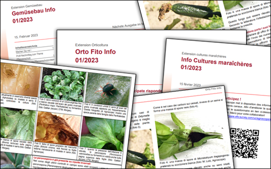 Gemüsebau Info