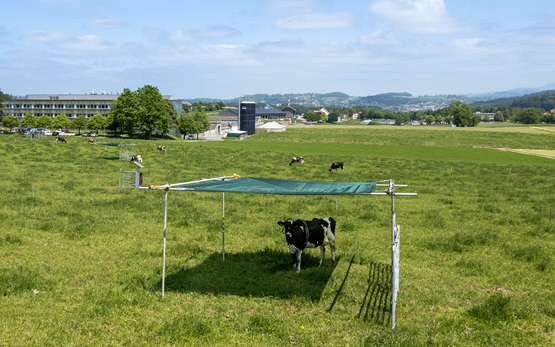 Hitzestress für Milchkühe messen