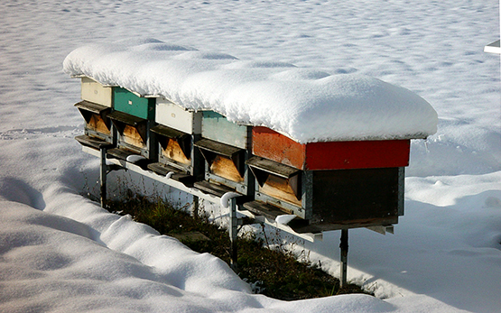 Wie überstehen Honigbienen den Winter?