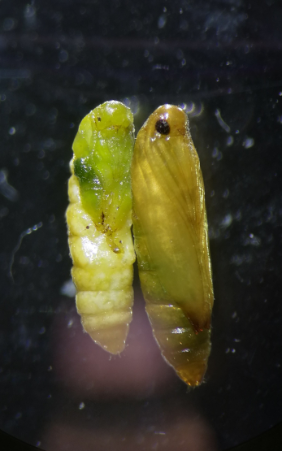 Parasitoide und entomopathogene Organismen kämpfen gemeinsam gegen Schädlinge