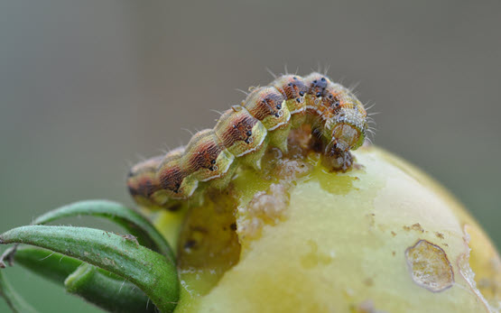 Baumwollkapseleule , Raupe