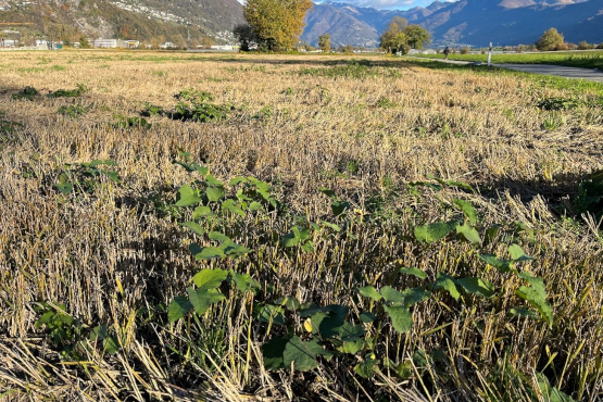 Asiatische Staudenknöteriche: Eine Bedrohung auch für die Landwirtschaft