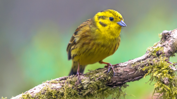 Vogelhotspots, Goldhammer
