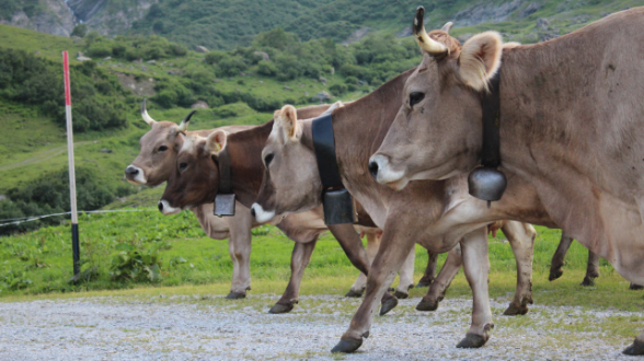 Proteinverdauung der Milch