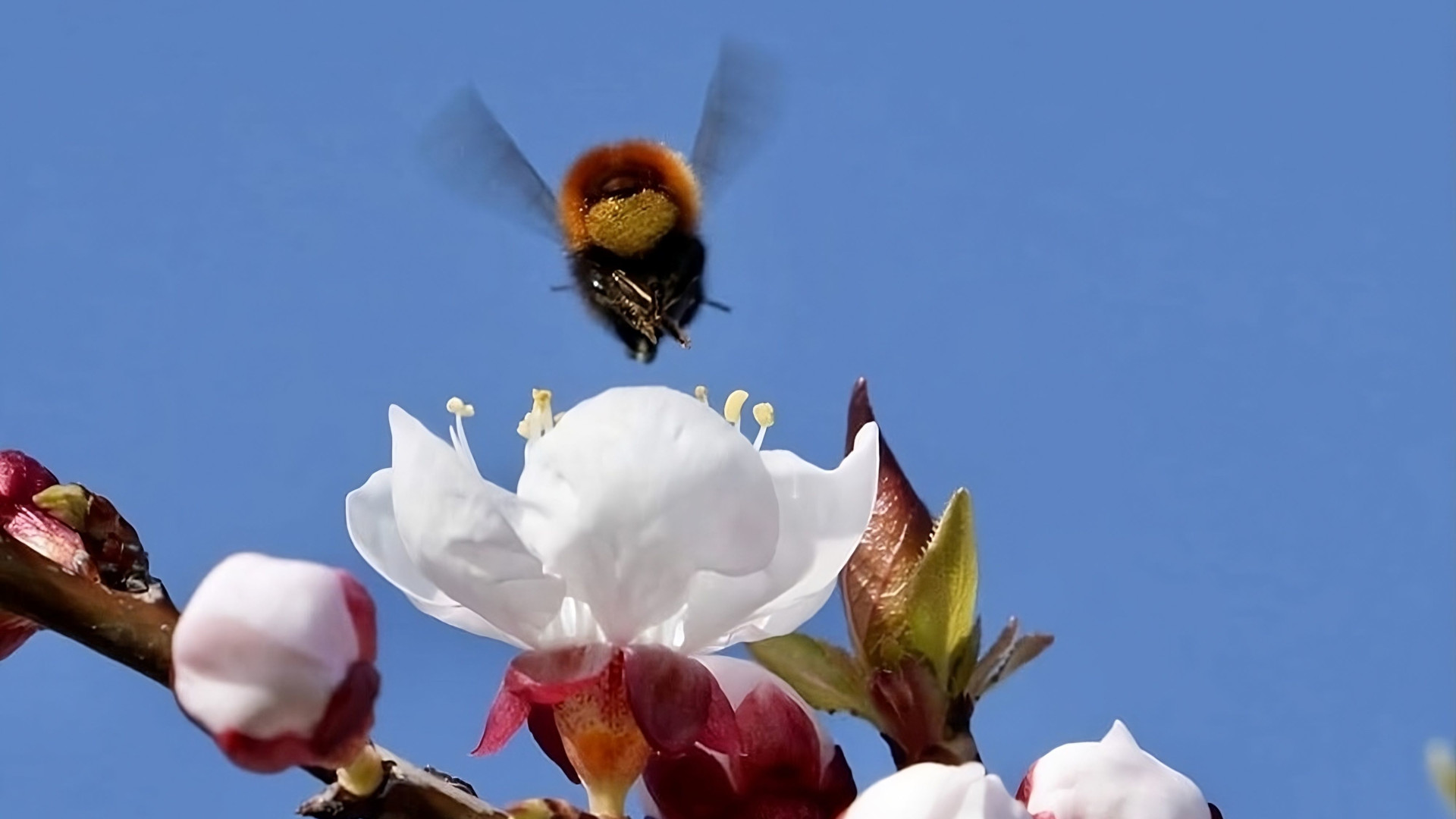 Mauerbiene, Kirschblüte, Bestäubung