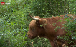 Nutztiere-Waldweiden, SRF 10vor10, 24.07.24