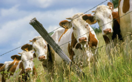 Landwirtschaftliche Einkommen steigen um 30 Prozent, Die Volkswirtschaft, 10.12.2024