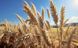 Weizen: Ein Korn, das die Landwirtschaft prägt