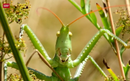 Insekten-Vielfalt, SRF Einstein, 06.06.2024