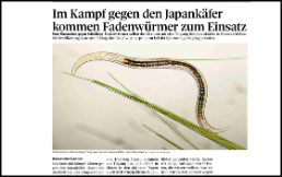 Im Kampf gegen den Japankäfer kommen Fadenwürmer zum Einsatz