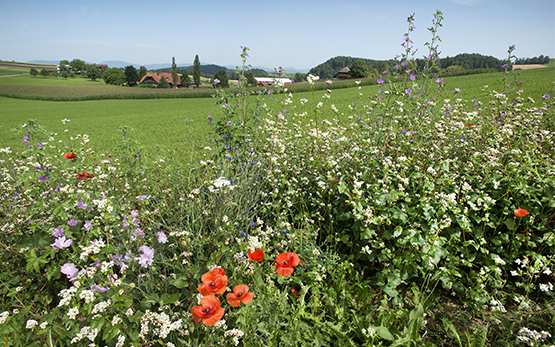 Agroscope_GabrielaBraendle_Oekologie_Blühstreifen_20170803DSC_4274_Web