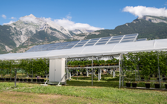 Agri PV