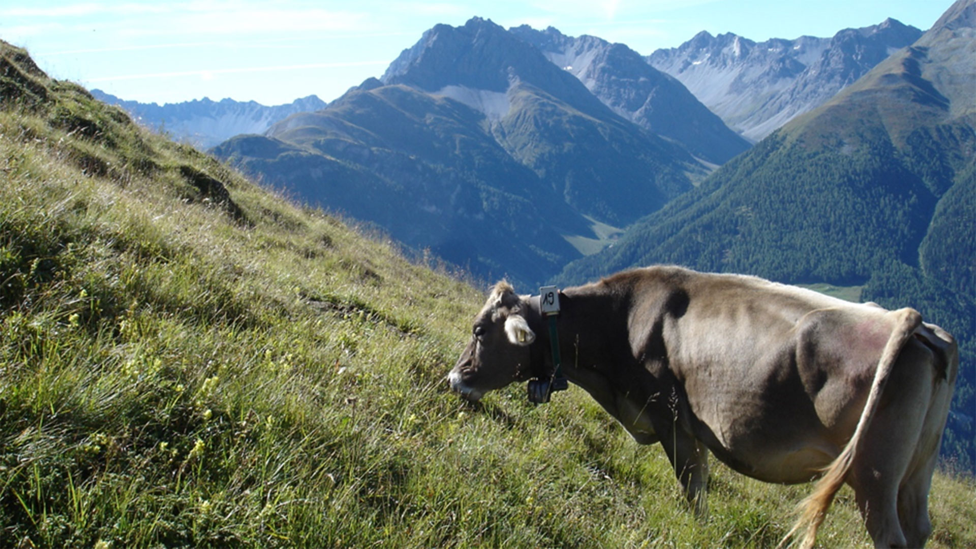 Versuchsstation Alp- und Berglandwirtschaft